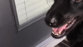 Dog trying to eat a fly
