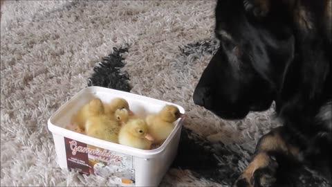 Motherly Dog Immediately Falls In Love With Ducklings Upon Introduction