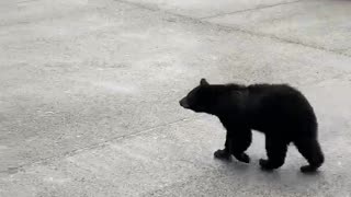 Crafty Bear Climbs into Trash Can