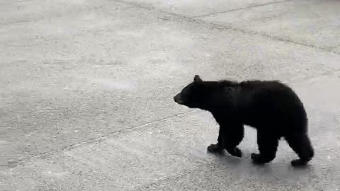 Crafty Bear Climbs into Trash Can