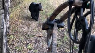 Bear Spooked By Bow Hunter