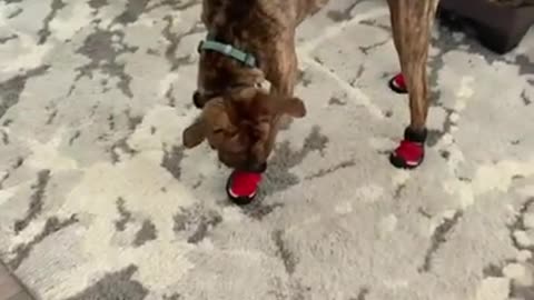 Goofy dog humorously adjusts to his new snow booties