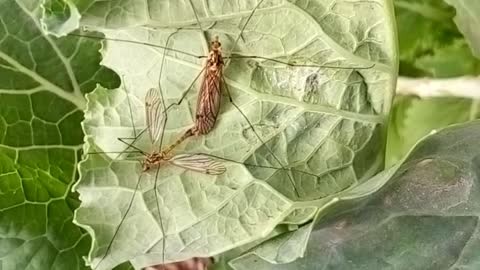 Mosquitoes Mating