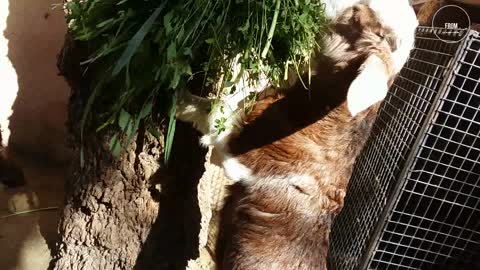 Baby goats love to eat alfalfa