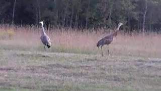 Sandhill Cranes 2006