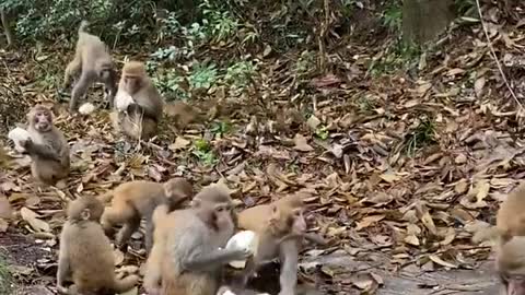 Feeding the monkeys