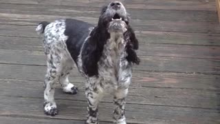 Black and white dog howling on porch outside