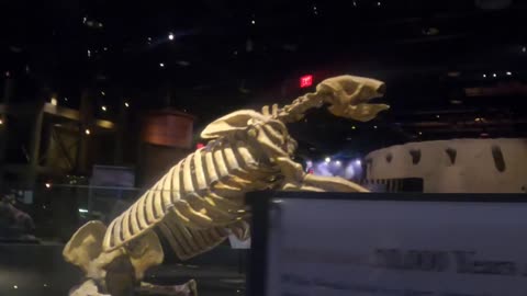 Guardians of the Museum: in Las Vegas, long gone dinosaurs and desert animals stay still all day