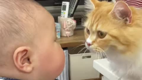 A cat wants to kiss a baby first contact #Shorts