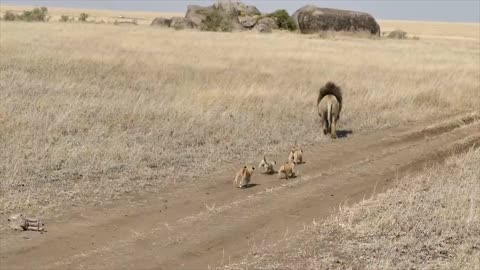 Lion dad teaching his cubs