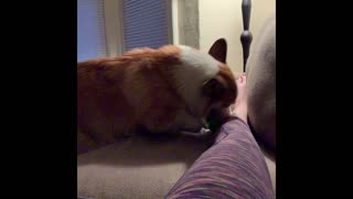 Corgi Crashes into Couch