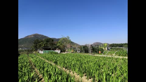 上水蕉徑老圍 Sheng Shui