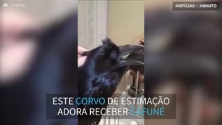 Corvo de estimação adora cafuné