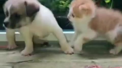 Funny Cats, Funniest Cats, Best Funny Cat Videos Of This Week