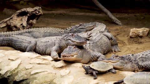 Watch crocodiles wow