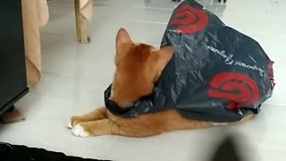 Super Cat