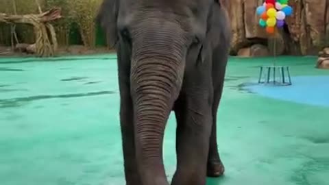 Most Funny Elephant Video