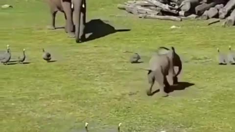 Elephant baby playing with bird