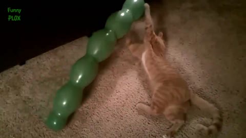Funny Cats vs Balloons yes