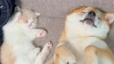 The puppy and kitten in the fairy tale fall asleep