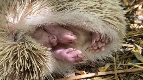 How snowball the white HEDGEHOG sleeps