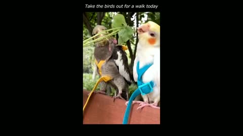 Two Birds Funny Video