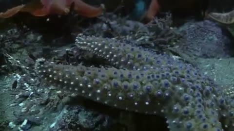 Sea Star Eating Dead Fish