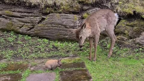 Wild deer really wants to befriend little bunny rabbitt