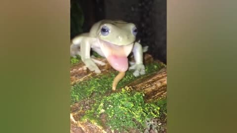 How Cute Can Frog Be? Watch This! | Pets Town