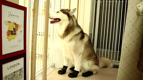 puppy's wear dog shoes for the first time..!!