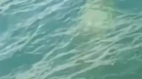 Real and rare Mermaids Caught on camera