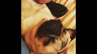 Pug falls asleep during relaxing manicure