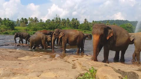 The group of elephants taking bath in the hot summer day