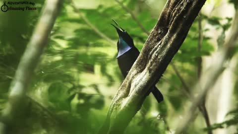Beautyful birds with beautiful sounds | Natural Videos