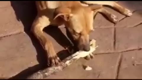 Poor dog eating sugarcane for food in Africa