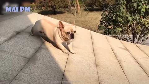 Funny DOGS COMPILATION ( Can't stop Laughing )