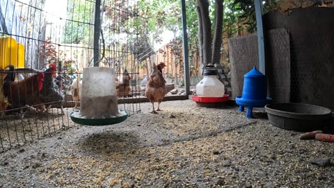 Backyard Chickens Fun Relaxing Chicken Video Sounds Noises!