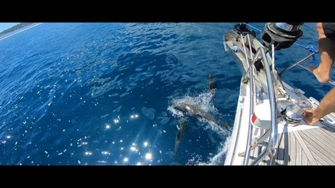 Dolphins on the bow of S/V Ah Ma