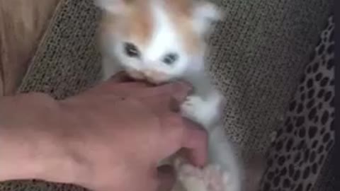 Playing with the baby cat by hand