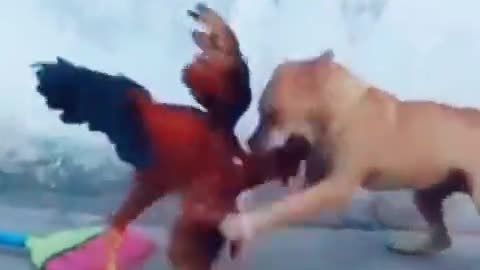Watch the doggy and chicken fight