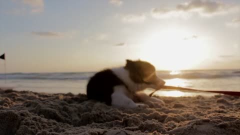 Cute puppy playing on the beach at the sunset