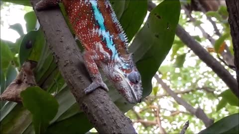 Chameleon caught her snacks