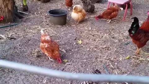 Back Garden & New Baby Chicks!