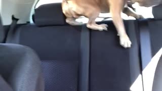 Dog climbing on top of car seat