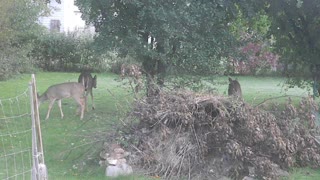 Whitetail Deer in our Backyard Village of Allouez (Green Bay) Wisconsin