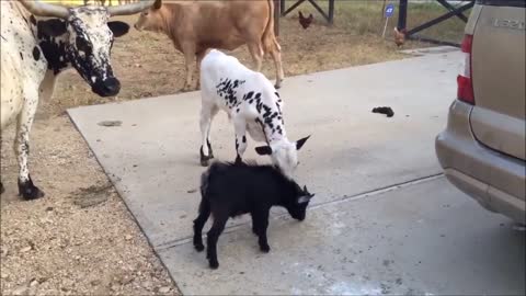 Cow Making Crazy coat Scaring to Mother Cow