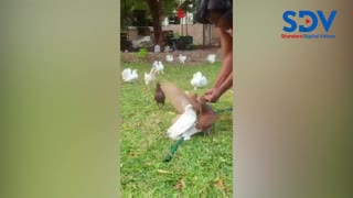 Ida Odinga excited as she feeds doves from the palms of her hands