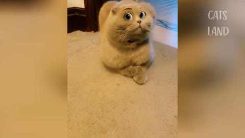 Cats cute. watch and create moments of happiness in your life