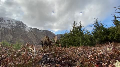 Nosey Moose Checks out Camera