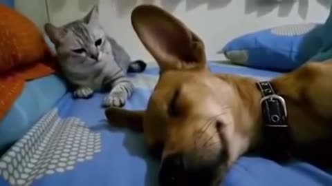 Funny Dog Sleeping Farting Angry Cat